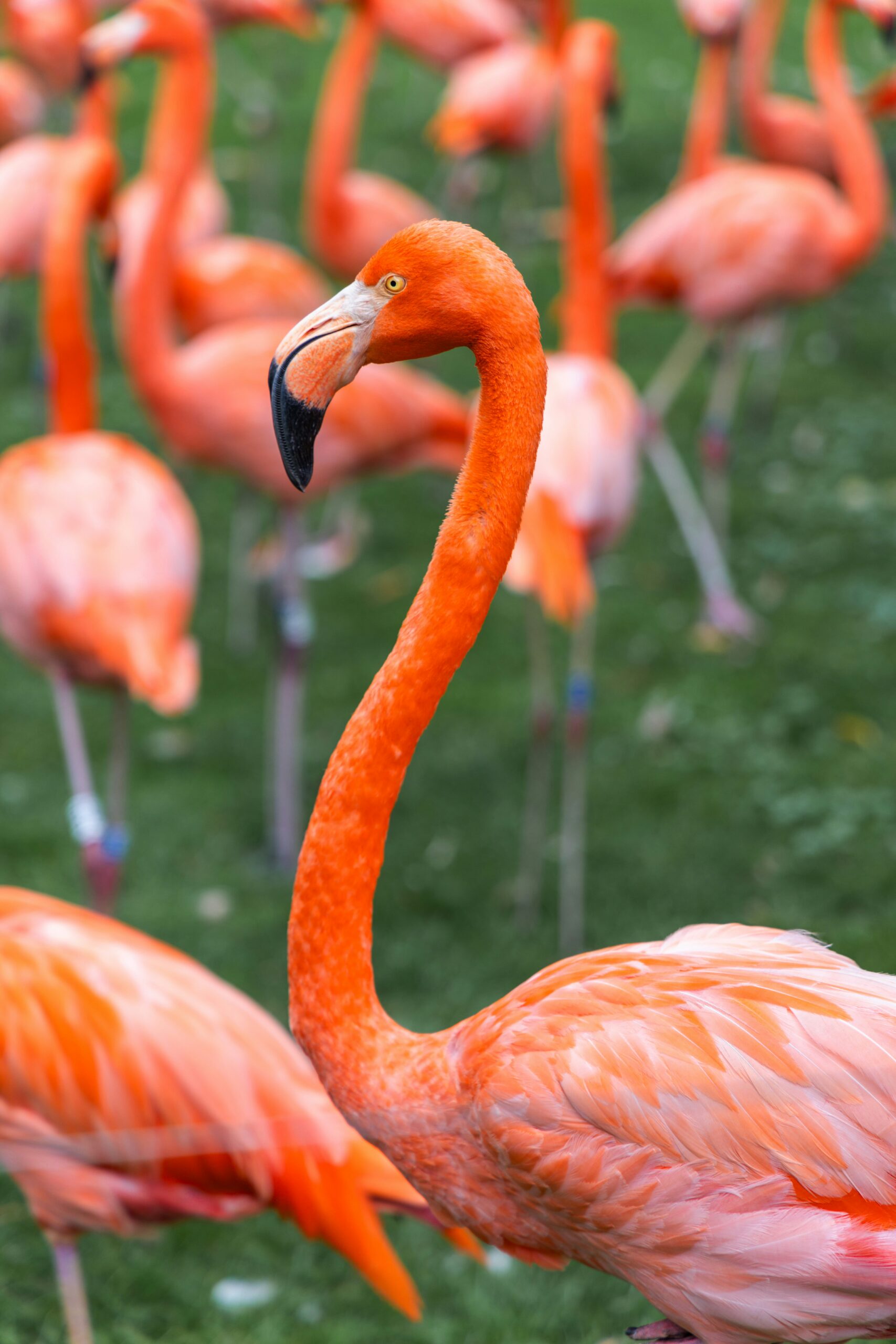 flamingo