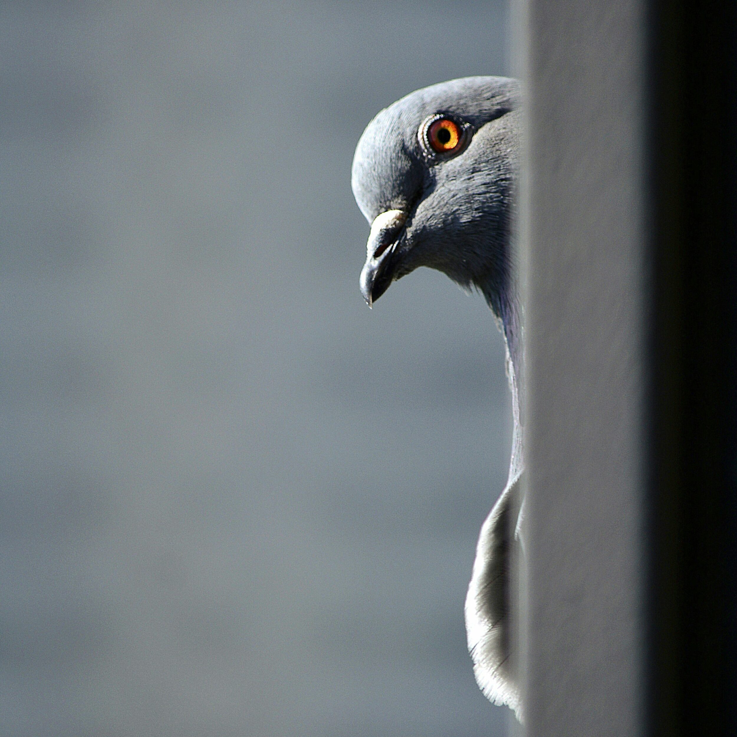 peekaboo-pigeon
